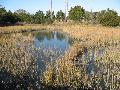 Smooth Cordgrass / Spartina alterniflora 